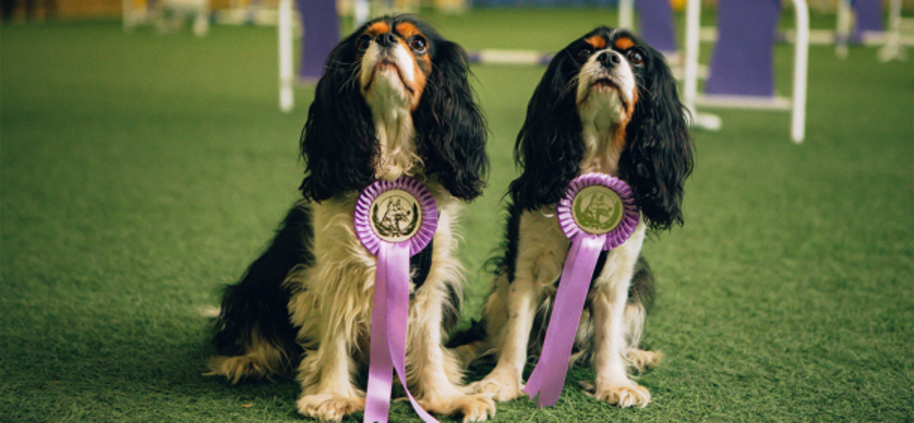 Två Cavalier King Charles Spaniel-hundar med lila rosetter.